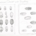 BeetleSpecimensSketch1D3cleaner