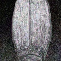 EdgesColorFoilBeetle