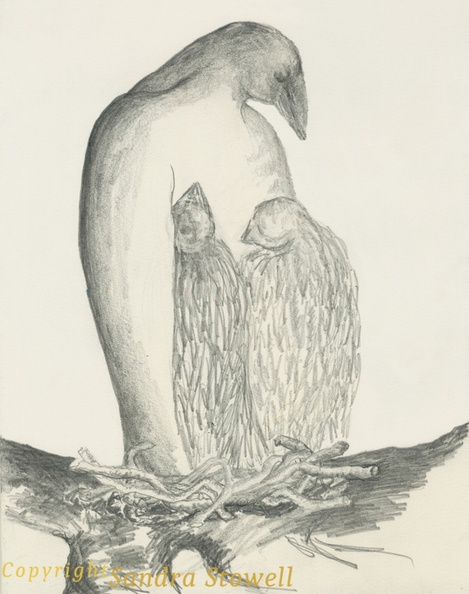 Bird-in-Nest-2.jpg
