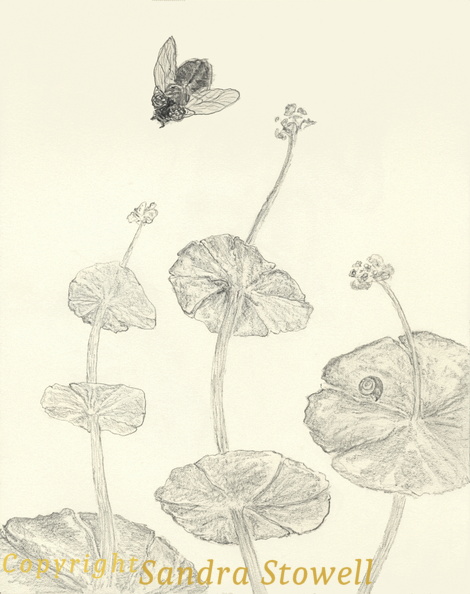 Miners-lettuce-fly.jpg