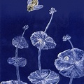 Miners-lettuce-foil-1