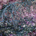 Branches-purple-foil-2