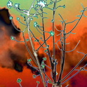 WitchHazel-foil-fire-in-the-sky