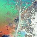Madrona-color-tree-foil-1