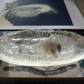 Afternoon-light-Crystal-Ship