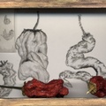 Treasure-Peppers