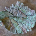 Rhubarb-leaves-cast-painted