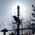Sacred-Crow