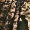 Shadow-in-the-Trees