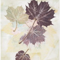 Maple-leaves-Lg