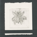 Flower-Print-Folio-p1