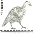 Pinhoti