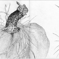 Squash-2-w-Fennel
