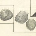 Three-Plums-green