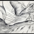 All-Birds-scan-2