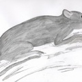 Aqua-Rat-3