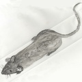 Aqua-Rat-2-on-yupo-draft-4