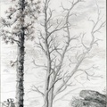 Colorado-Trees