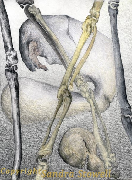Fantasy-Bones-draft-4.jpg