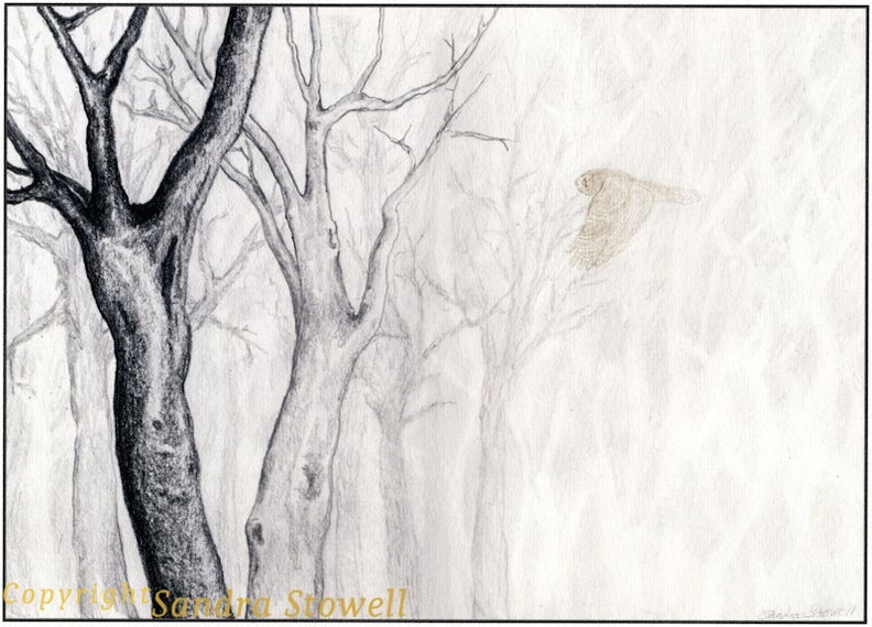 Ghost-Owl.jpg