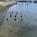 Remnants of pilings