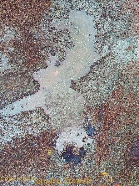 FlatenedAnimalPotholeFoiland.jpg