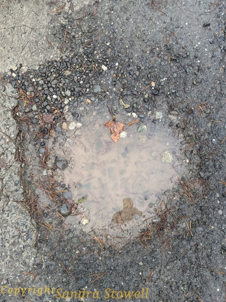 Have a Heart Pothole unmod.jpg