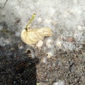 CottonwoodFluffwithLeafasBoat