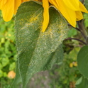 SunflowerPollen1