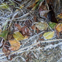 FrostedLeaves2