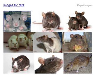Rat photos