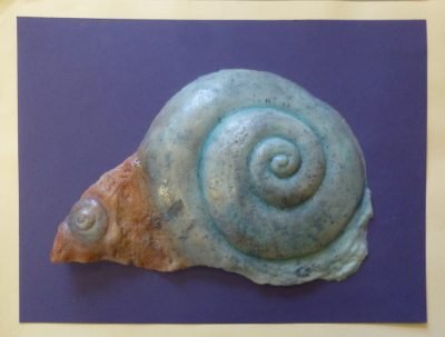 Moon snail cast displayed on dark background