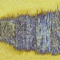 Grasses-Foiled (2298 visits) Grasses-Foiled
