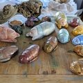 A Gathering of Beetles (2728 visits) A Gathering of Beetles