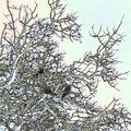 Three Black Crows foiled on Dead Madrona Foil
