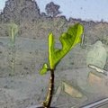 NewGrowthEnhancedBack