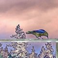 CrowonFence1FantasyCrow