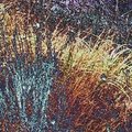 WinterGrassesfoil