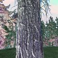 IviedTreeFoil1