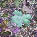 SuperFoiledLeaves2
