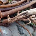 KelpDriftwoodCurl