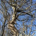 ContortedTree1
