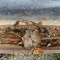 LeafonRustyBathtub