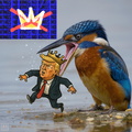 KingfisherTrumpNoKingsAnother