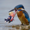 Kingfisher swallows Trump