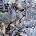 VariousFrostedLeaves3
