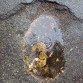 EyesWideOpenPothole