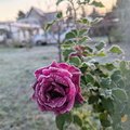 Frosted Rose