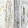 14 Larvae and Strings